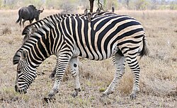 Zebra, plains stallion grazing