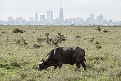 Nairobi, the capital city of Kenya, wikimania photowalk p1048962