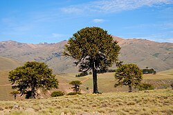Landscape in Argentina, araucaria araucana zainuco neuquen