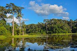 Landscape in Bangladesh, zinnia flower