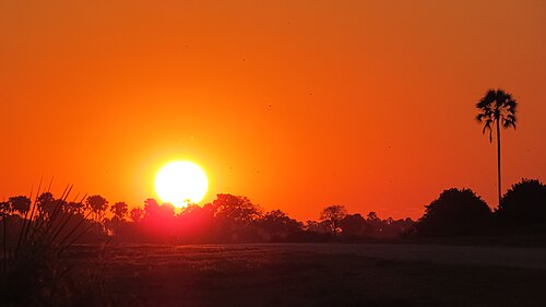 Landscape in Botswana, tubu tree