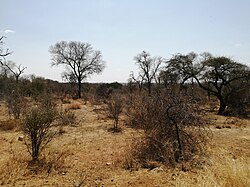 Landscape in Botswana, dry season