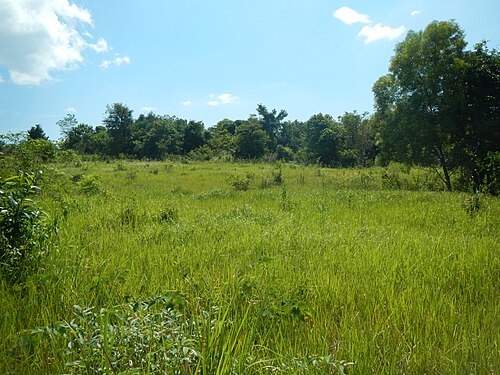Landscape in Cambodia, panoramio