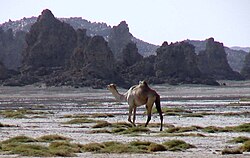 Landscape in Djibouti, fumerolle lac abbe