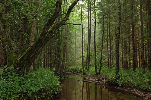 Landscape in Estonia, kallukse mänd