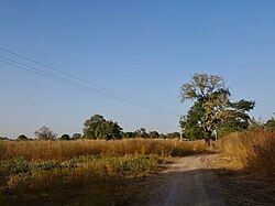 Landscape in Gambia, lowerriverdivision countryside january2019