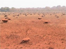Landscape in Guinea
