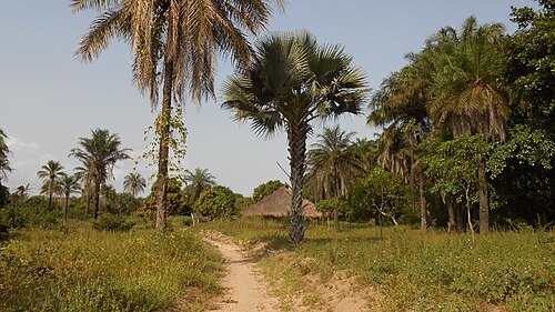 Landscape in Guinea-Bissau