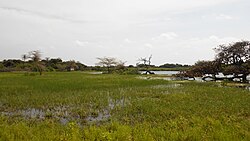 Landscape in Guinea-Bissau, paisagem em varela guiné