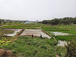 Landscape in Guinea-Bissau, lagoa com hipopótamos