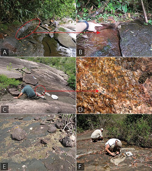 Landscape in Guyana, habitat zookeys figure