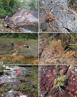 Landscape in Guyana, habitat tobochares zookeys figure