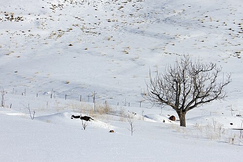 Landscape in Iran, fars province pasargad county goat herder