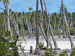 Landscape in Kiribati, going north airport panoramio