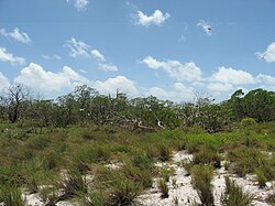 Landscape in Kiribati, coastal scene tarawa lorrie graham