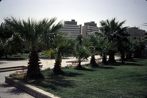 Landscape in Kuwait, palm trees city