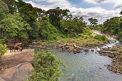 Landscape in Laos, tad lo river above with temporary footbridge goats