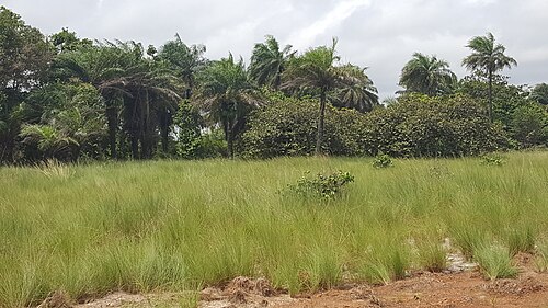 Landscape in Liberia, grass land