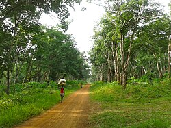 Landscape in Liberia, rubber tree plantation margibi county