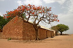 Landscape in Mali, flame tree