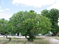 Landscape in Nauru