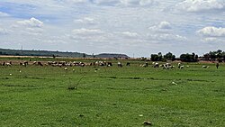 Landscape in Niger, cattle grazing green