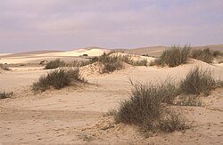 Landscape in Oman, dunst scan0235 wieder wüste