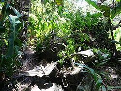 Landscape in Palau, what is this flower panoramio