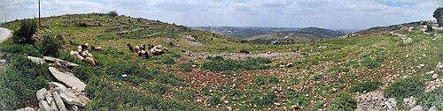 Landscape in Palestine, with sheep panorama