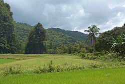 Landscape in Philippines, puerto princesa subterranean park limestone formations palawan