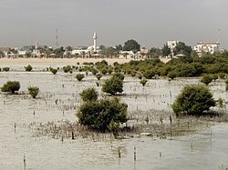Landscape in Qatar, simaisma sea with mangroves