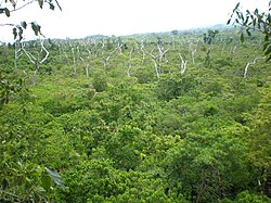 Landscape in Samoa, tafua crater savai i august