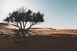 Landscape in Saudi Arabia, sadesert