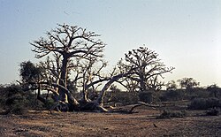 Landscape in Senegal