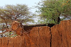 Landscape in Somalia