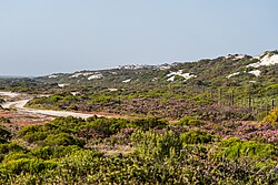 Landscape in South Africa, bird island western cape