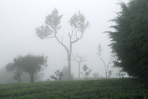 Landscape in Sri Lanka, ambewela
