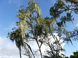 Landscape in Suriname, tree domburg