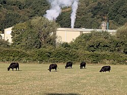 Landscape in United Kingdom, northwood tissues cows disley